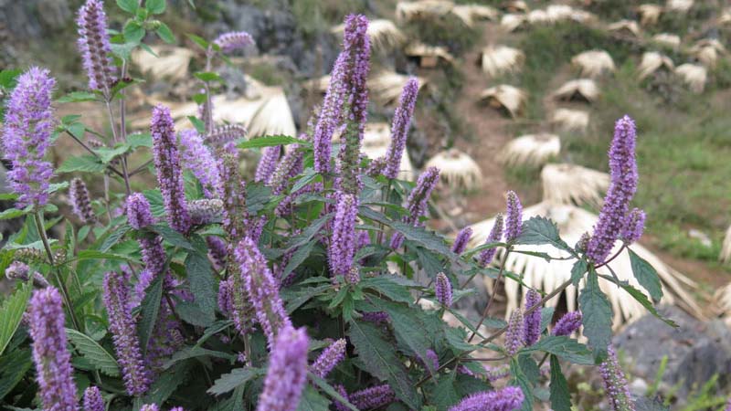 Mật ong bạc hà 450g nguyên chất có đắt không?