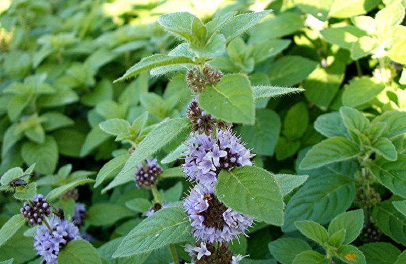 Mật ong bạc hà 500g - Món quà sức khỏe ý nghĩa Mật ong bạc hà 500g - Món quà sức khỏe ý nghĩa