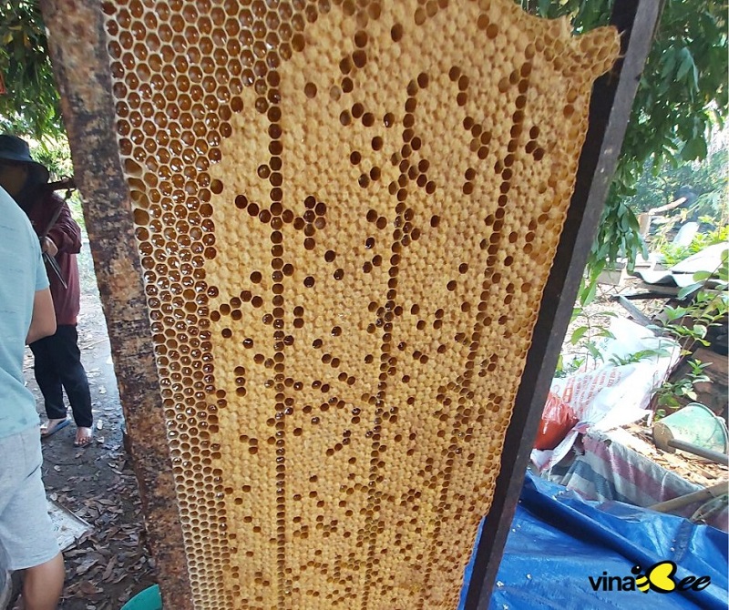 Mật ong bạc hà 500g - Món quà sức khỏe ý nghĩa Mật ong bạc hà 500g - Món quà sức khỏe ý nghĩa