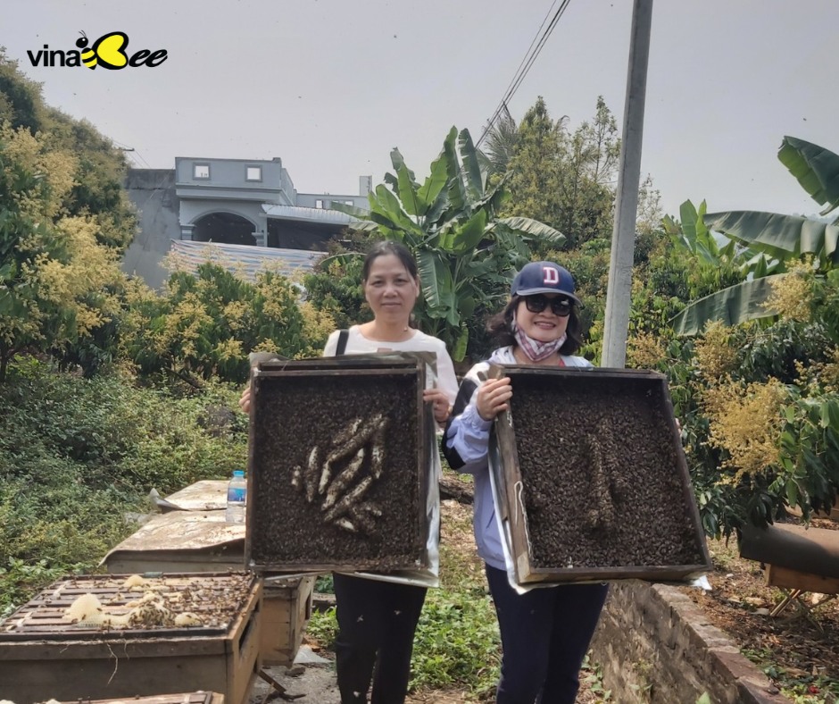 Mật ong hoa nhãn 500g nguyên chất VinaBee Mật ong hoa nhãn 500g nguyên chất VinaBee