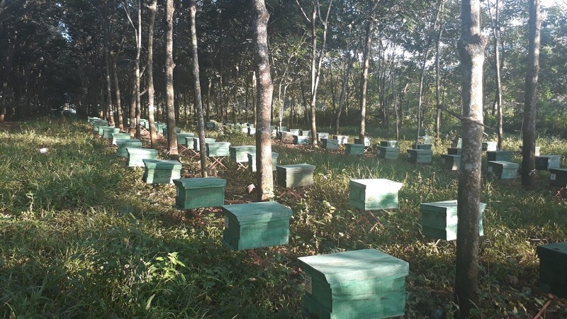 Mật ong hoa rừng 2800g VinaBee được sản xuất như thế nào? Mật ong hoa rừng 2800g VinaBee được sản xuất như thế nào?